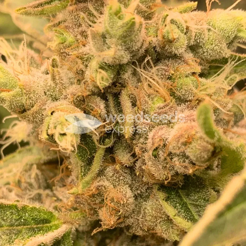 Fat Bastard Seeds