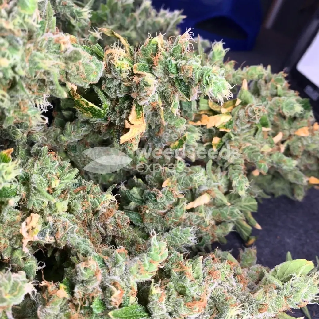 Fat Bastard Seeds