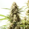Fire Kush