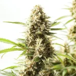 Fire Kush