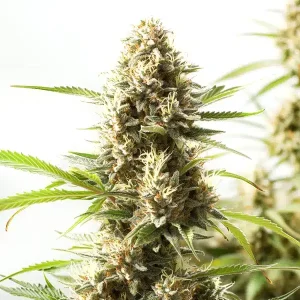 Fire Kush