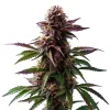 Gelato x Purple Punch Autoflower F1