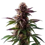 Gelato x Purple Punch Autoflower F1