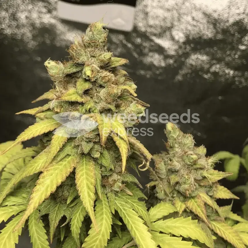 Godfather OG Seeds