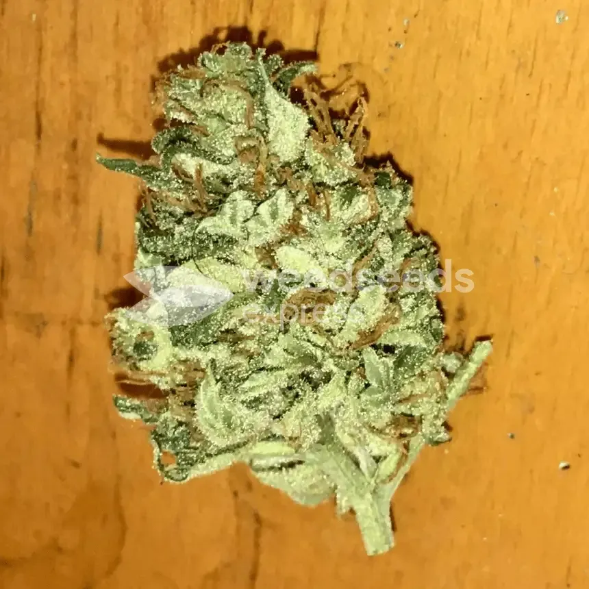 Godfather OG Seeds