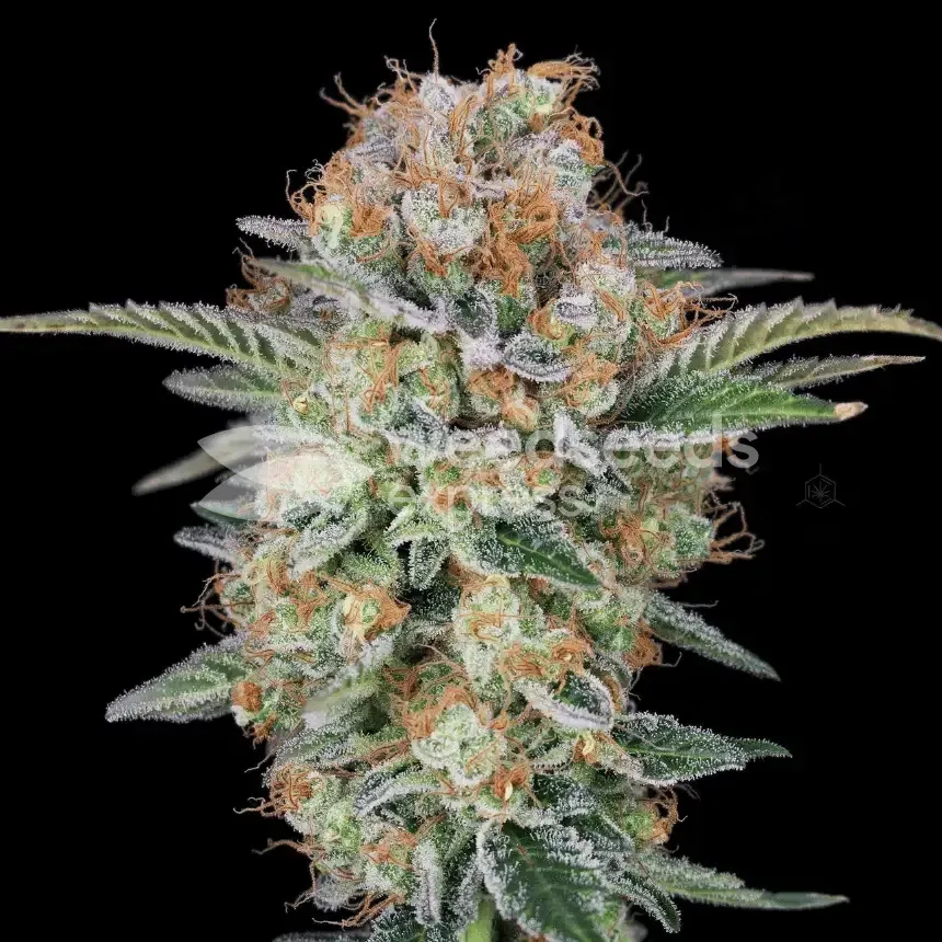 Godfather OG Seeds
