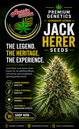 Jack Herer Seeds Jack Herer Seeds