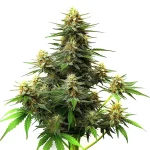 Amnesia Haze Autoflower F1