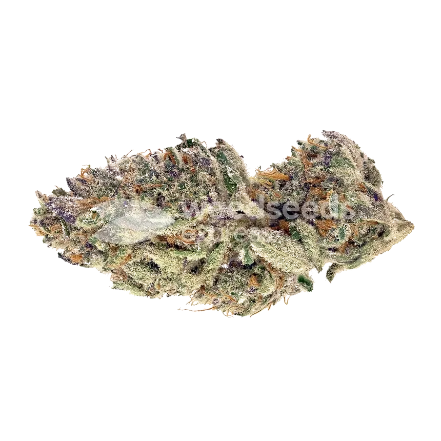 Bubblegum Sherbet Seeds