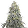 Bubblegum Sherbet Seeds