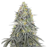 Bubblegum Sherbet Seeds