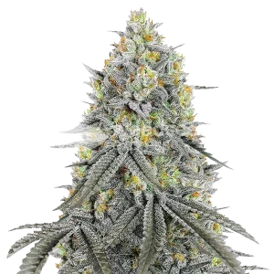 Bubblegum Sherbet Seeds