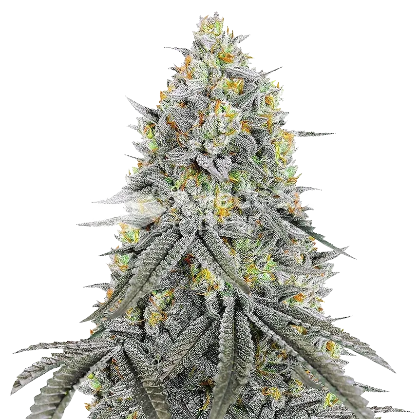 Bubblegum Sherbet Seeds