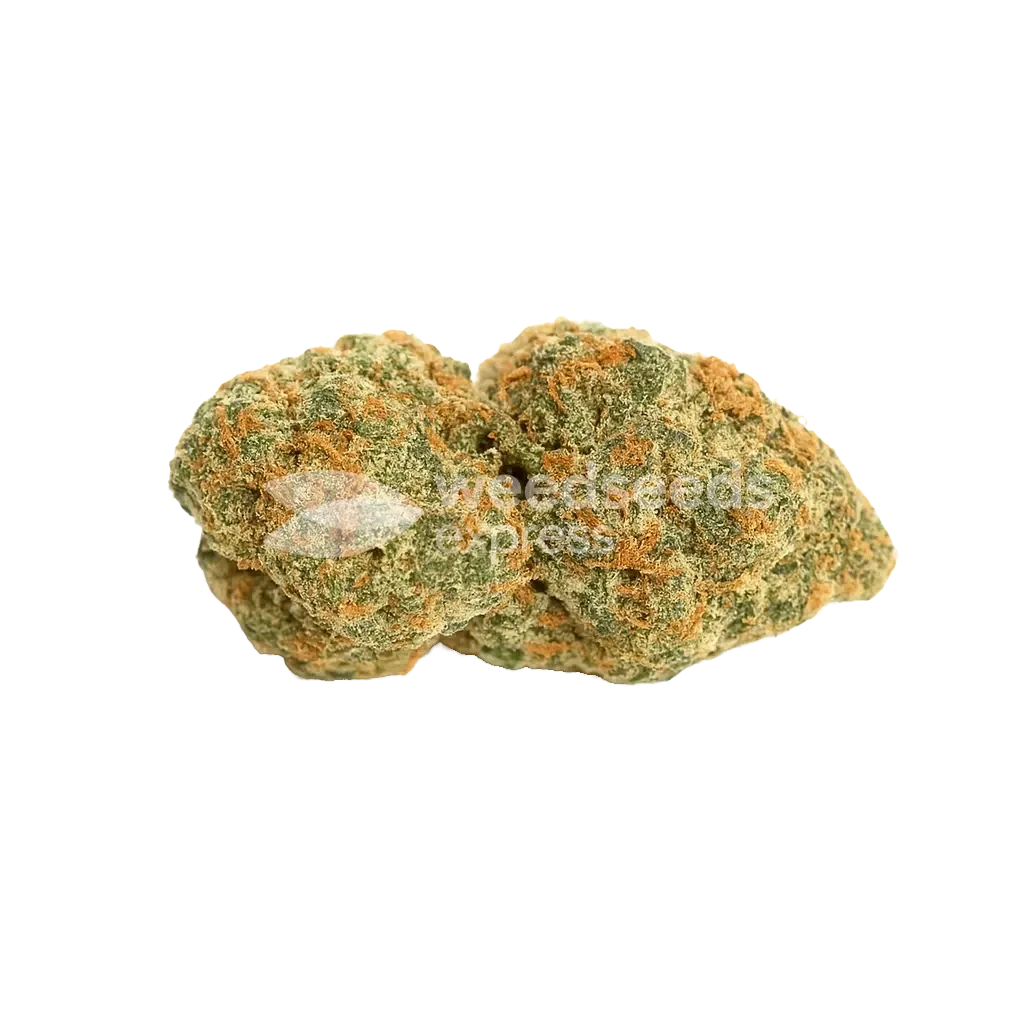 Fat Bastard Auto Seeds