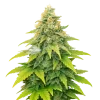 Fat Bastard Auto Seeds