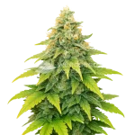 Fat Bastard Auto Seeds
