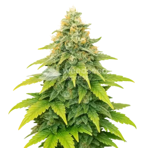 Fat Bastard Auto Seeds