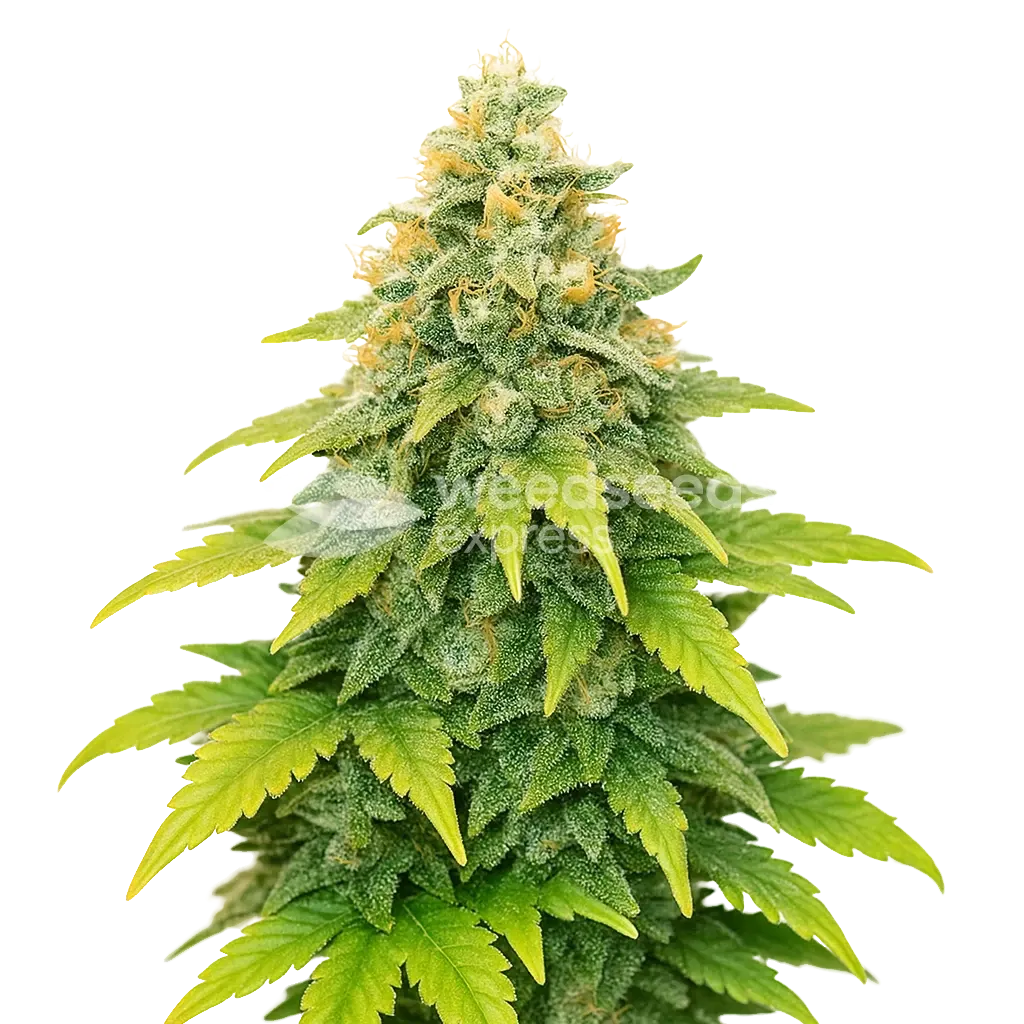 Fat Bastard Auto Seeds