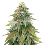 Fat Bastard Seeds