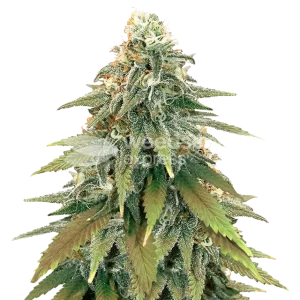 Fat Bastard Seeds