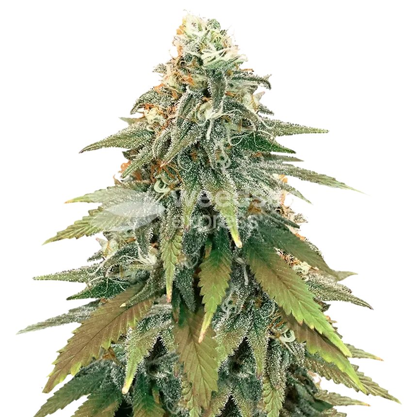 Fat Bastard Seeds