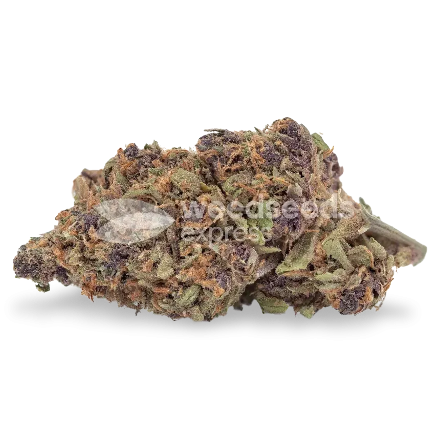 Godfather OG Seeds