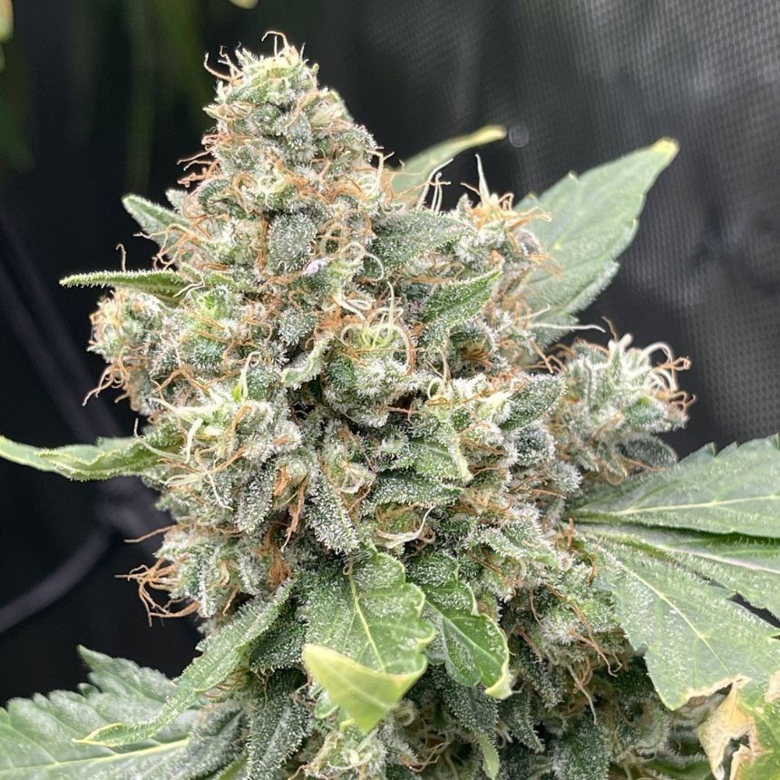 Godfather OG Seeds