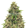 Godfather OG Seeds