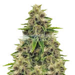 Godfather OG Seeds