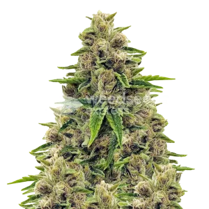 Godfather OG Seeds