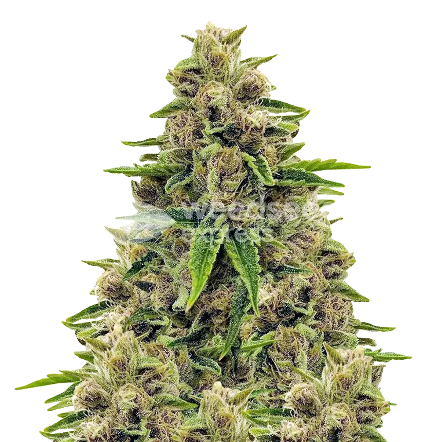 Godfather OG Seeds