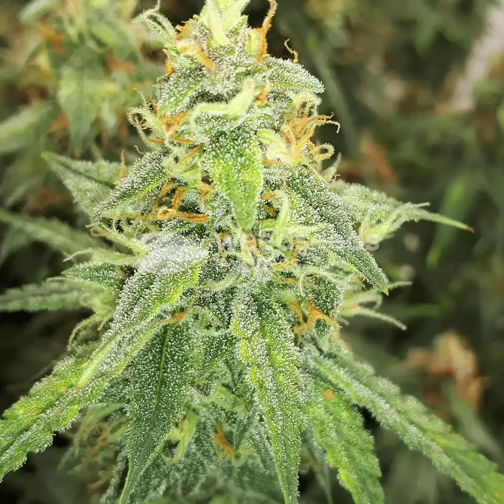 Amnesia Kush Auto Seeds Australia