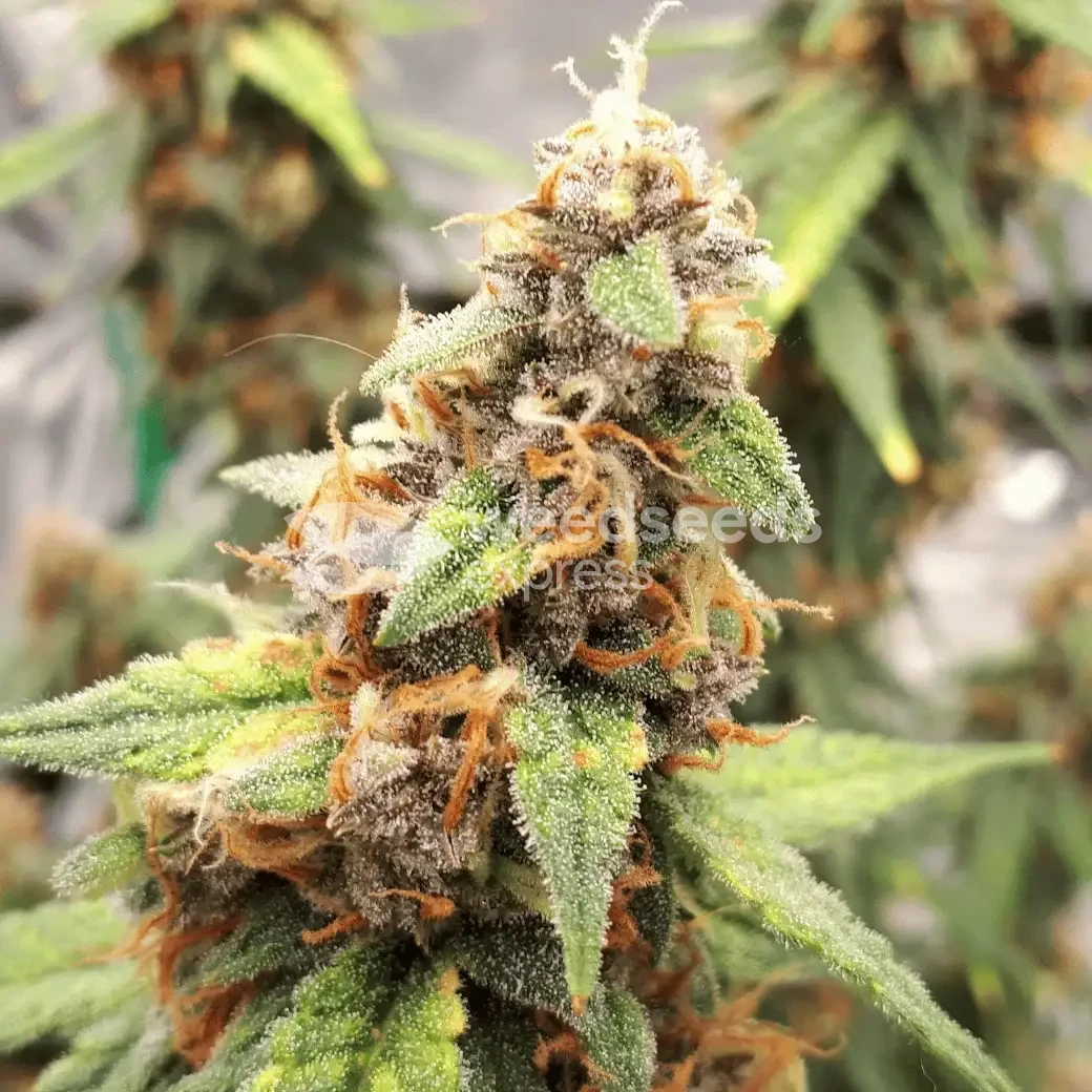 Amnesia Kush Auto Seeds Australia