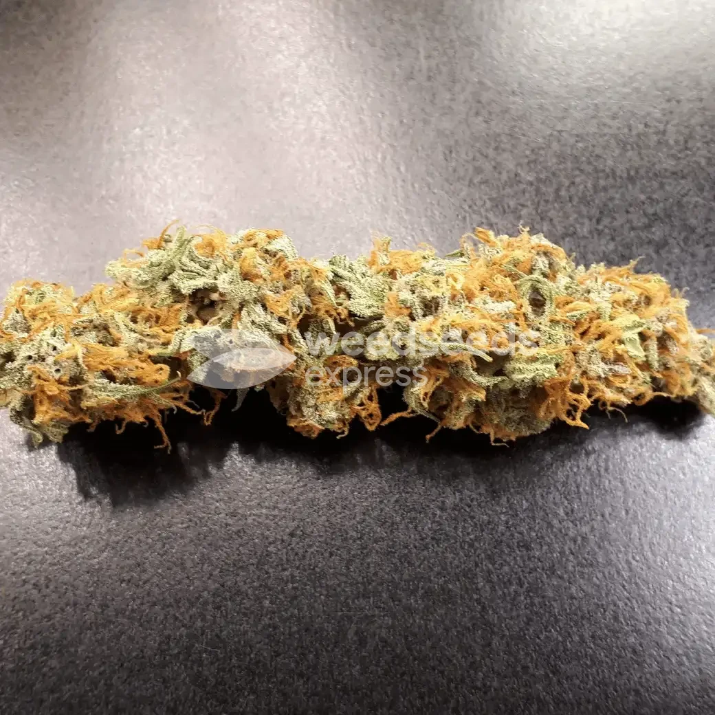 Amnesia Kush Auto Seeds Australia