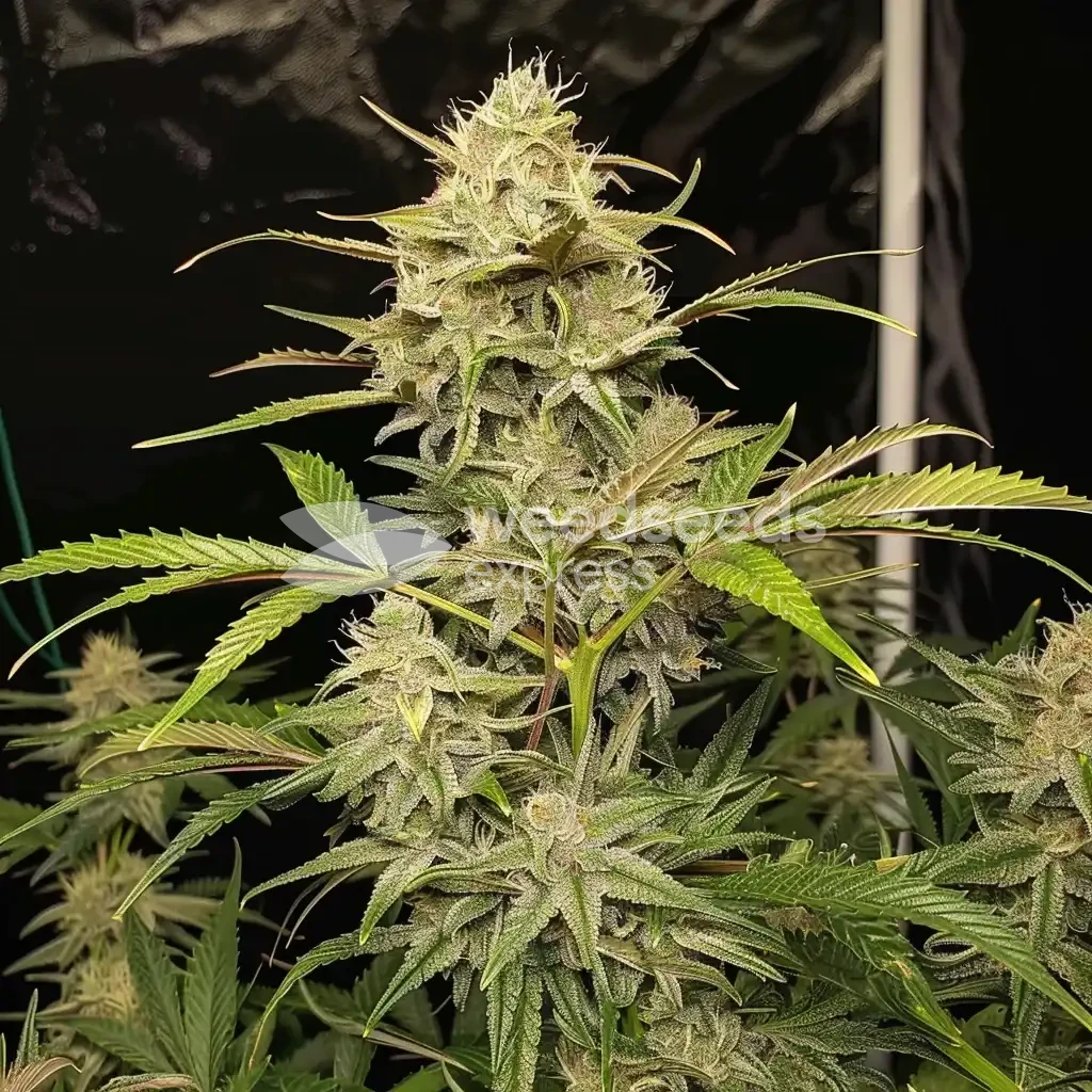 Apple Fritter Auto Seeds Australia