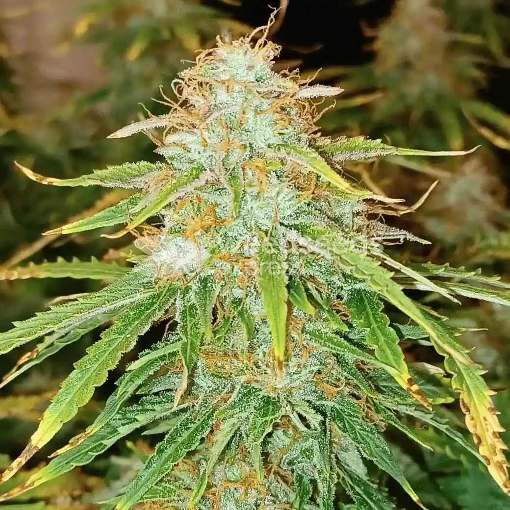 banana kush auto seeds australia