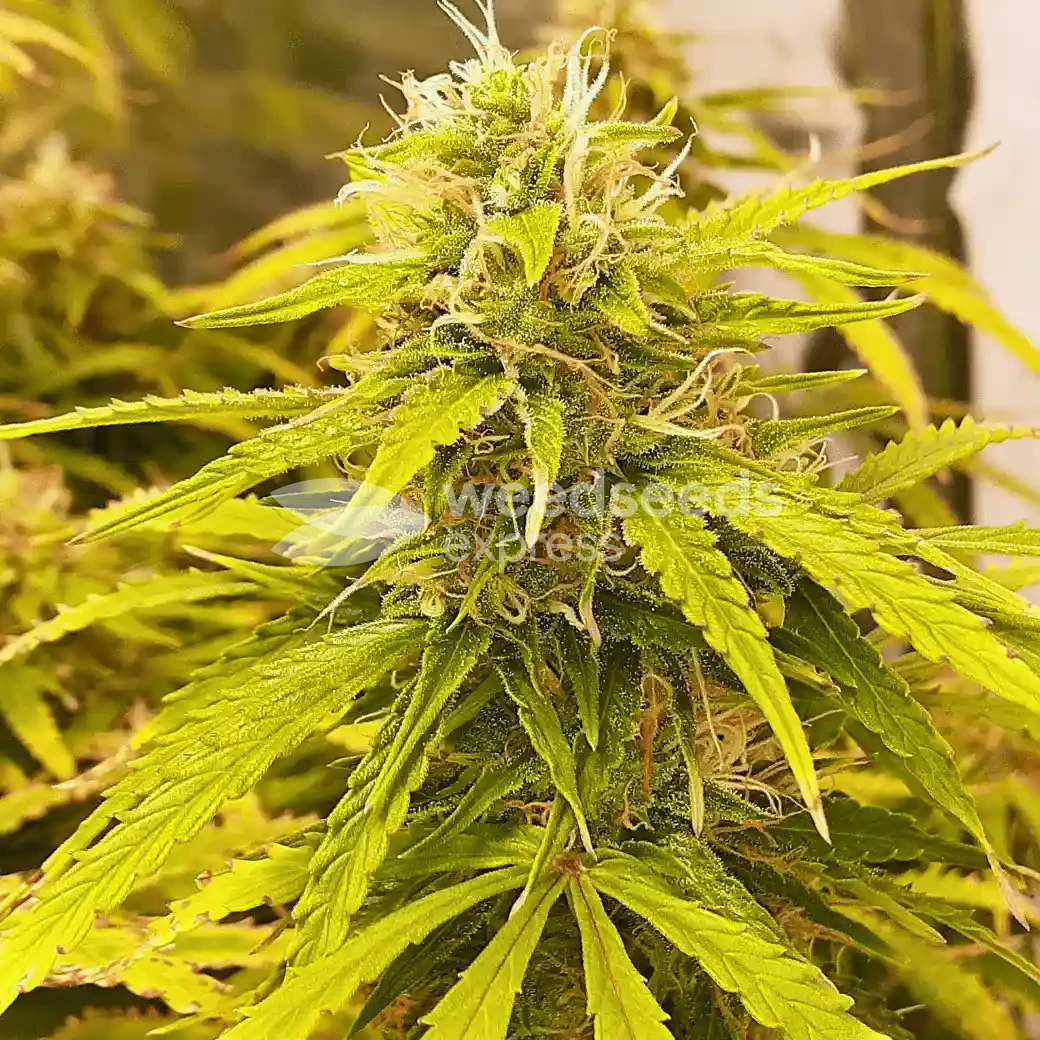 banana kush auto seeds australia
