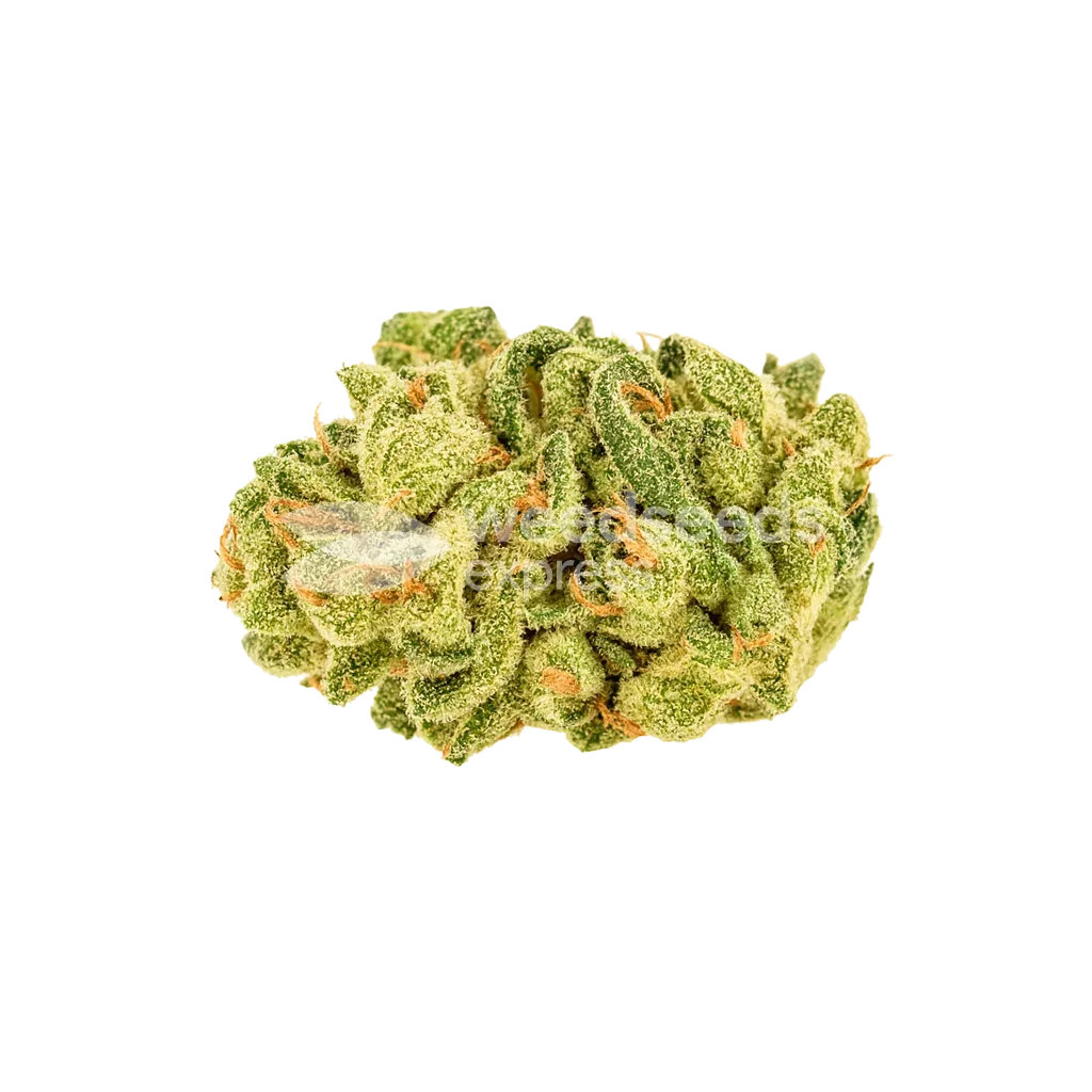 Banana Zkittlez Auto Seeds Australia