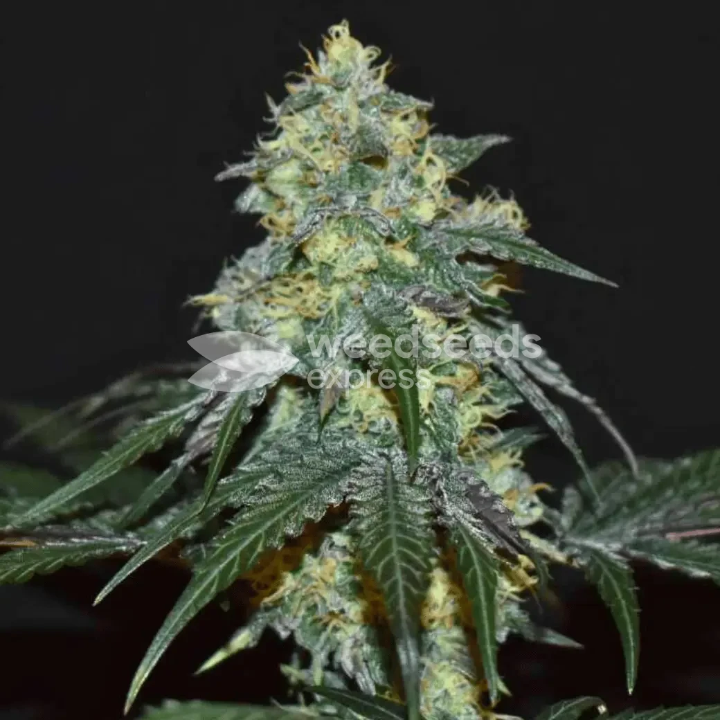 biscotti seeds australia