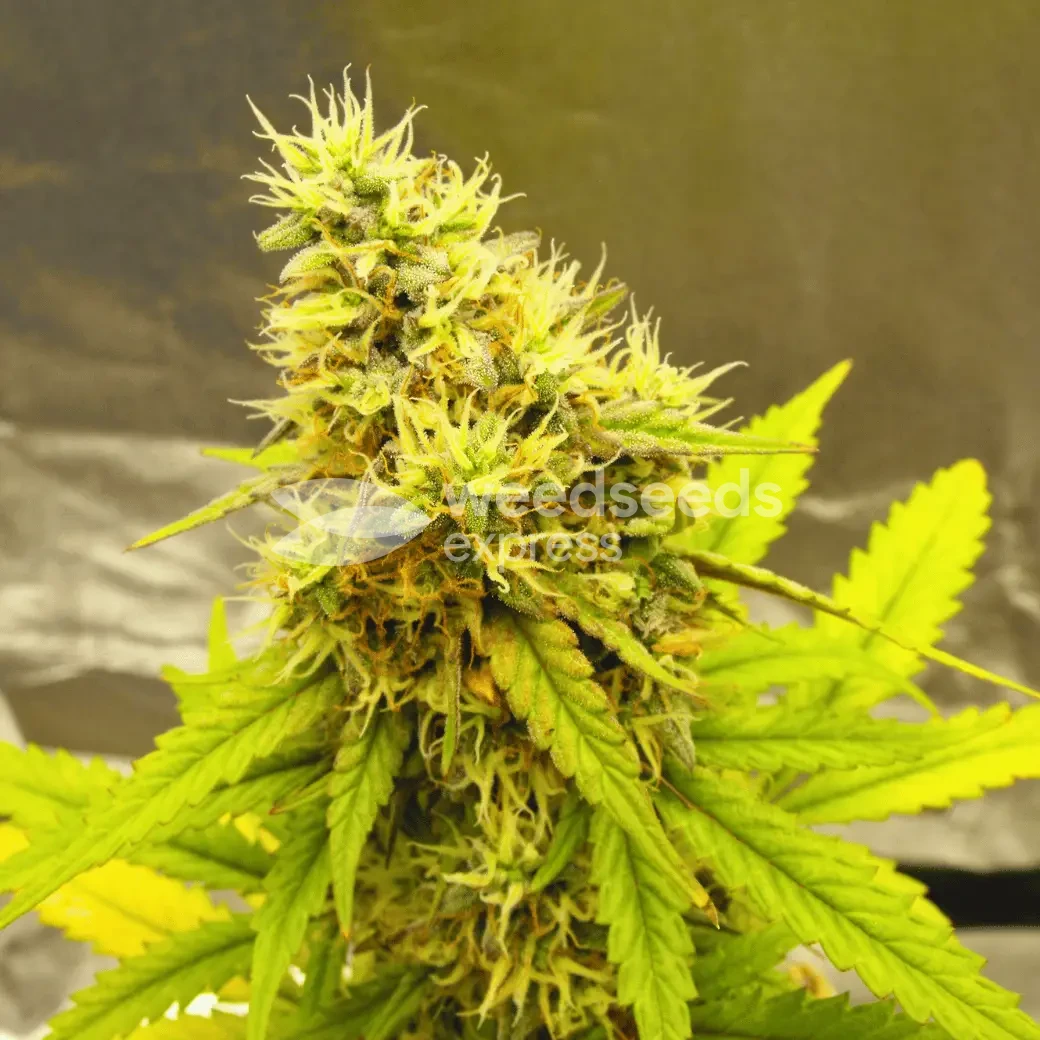 biscotti seeds australia