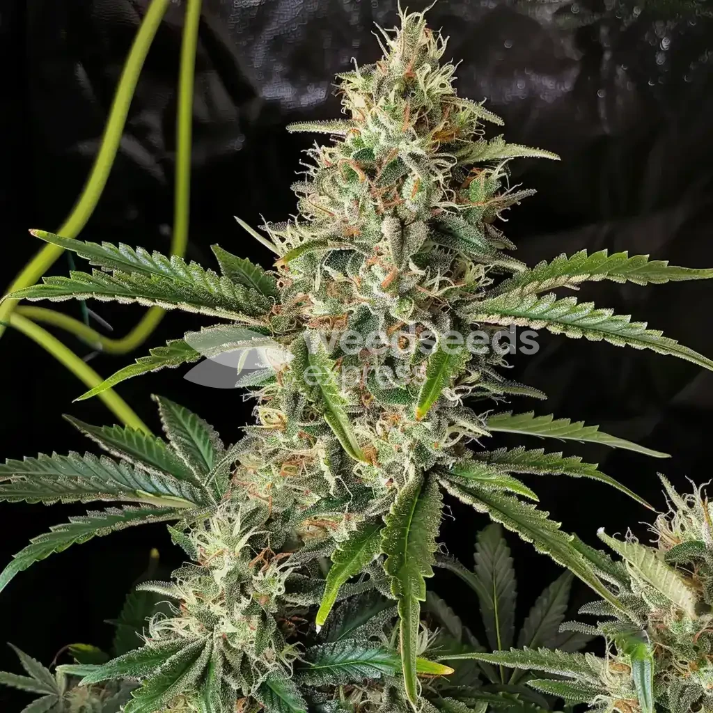fire og seeds australia