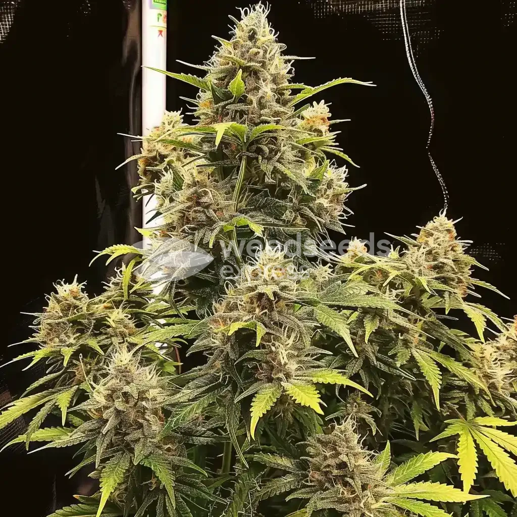 Forbidden Fruit Seeds Australia