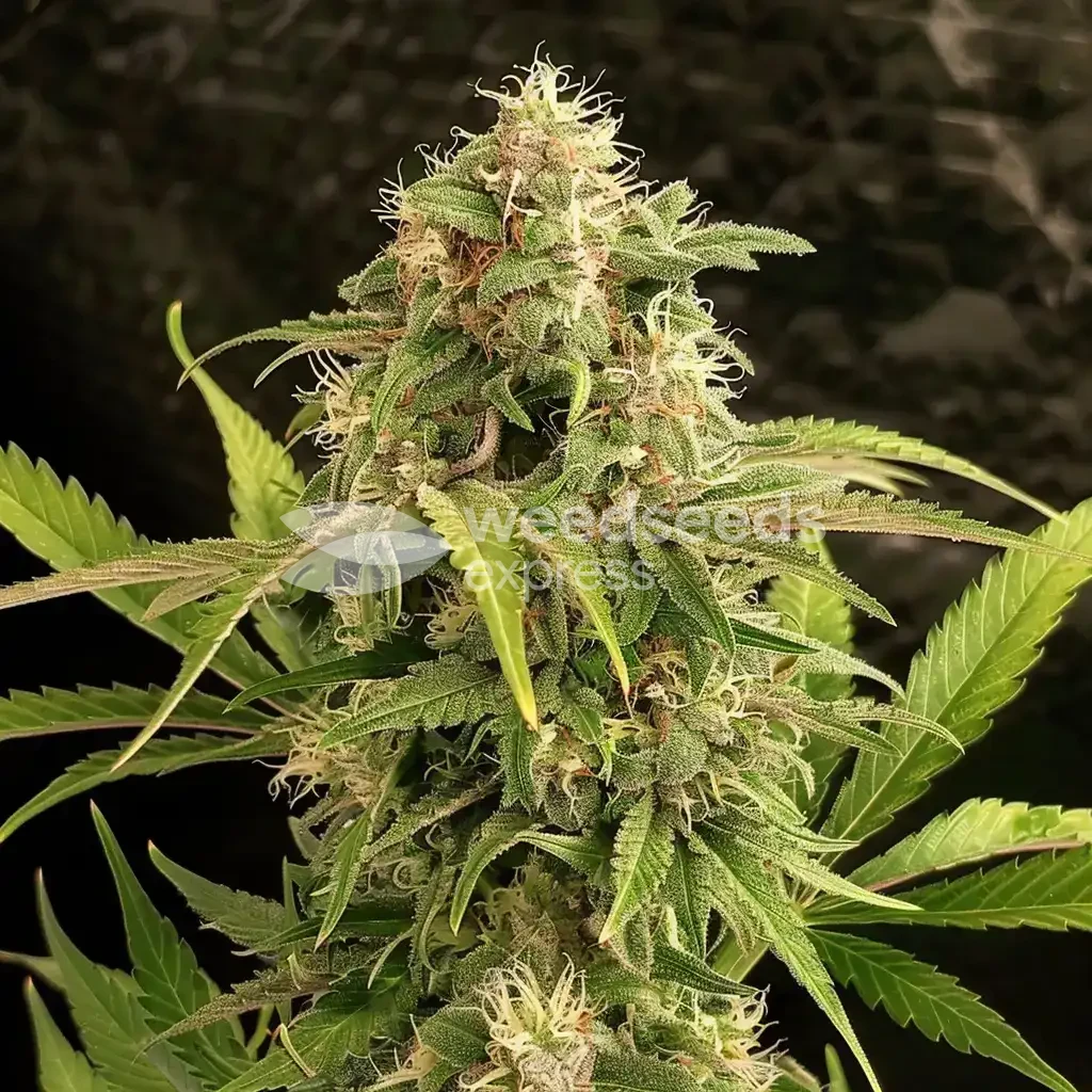 Forbidden Fruit Seeds Australia
