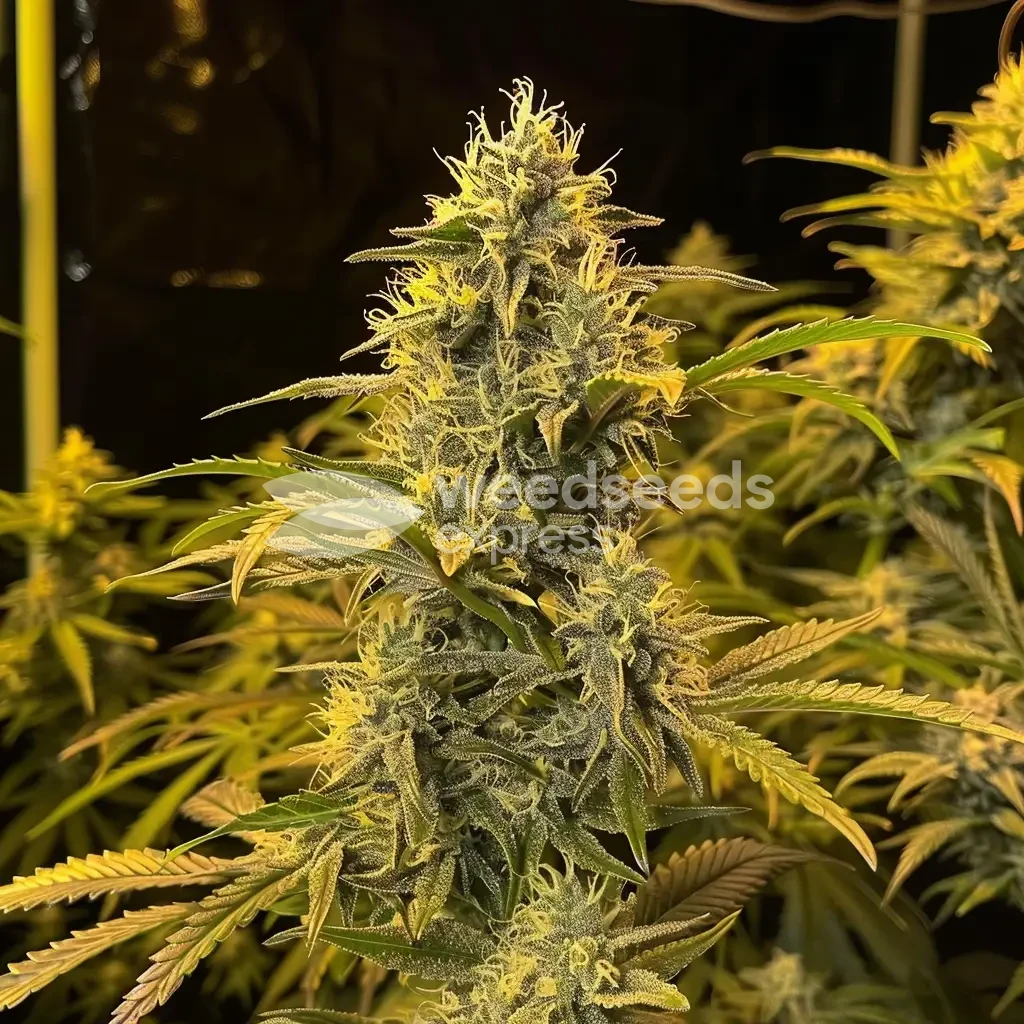 gold leaf auto seeds australia