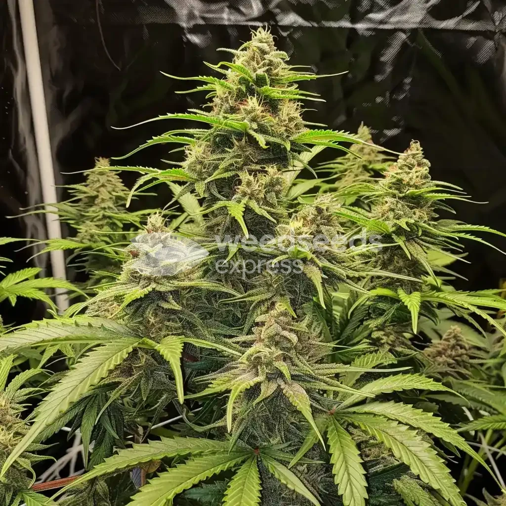 gold leaf auto seeds australia