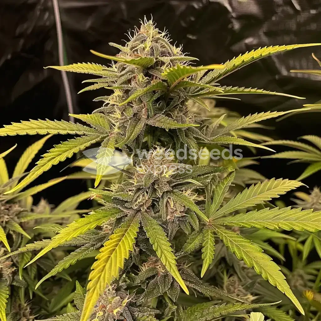 Golden Goat seeds Australia