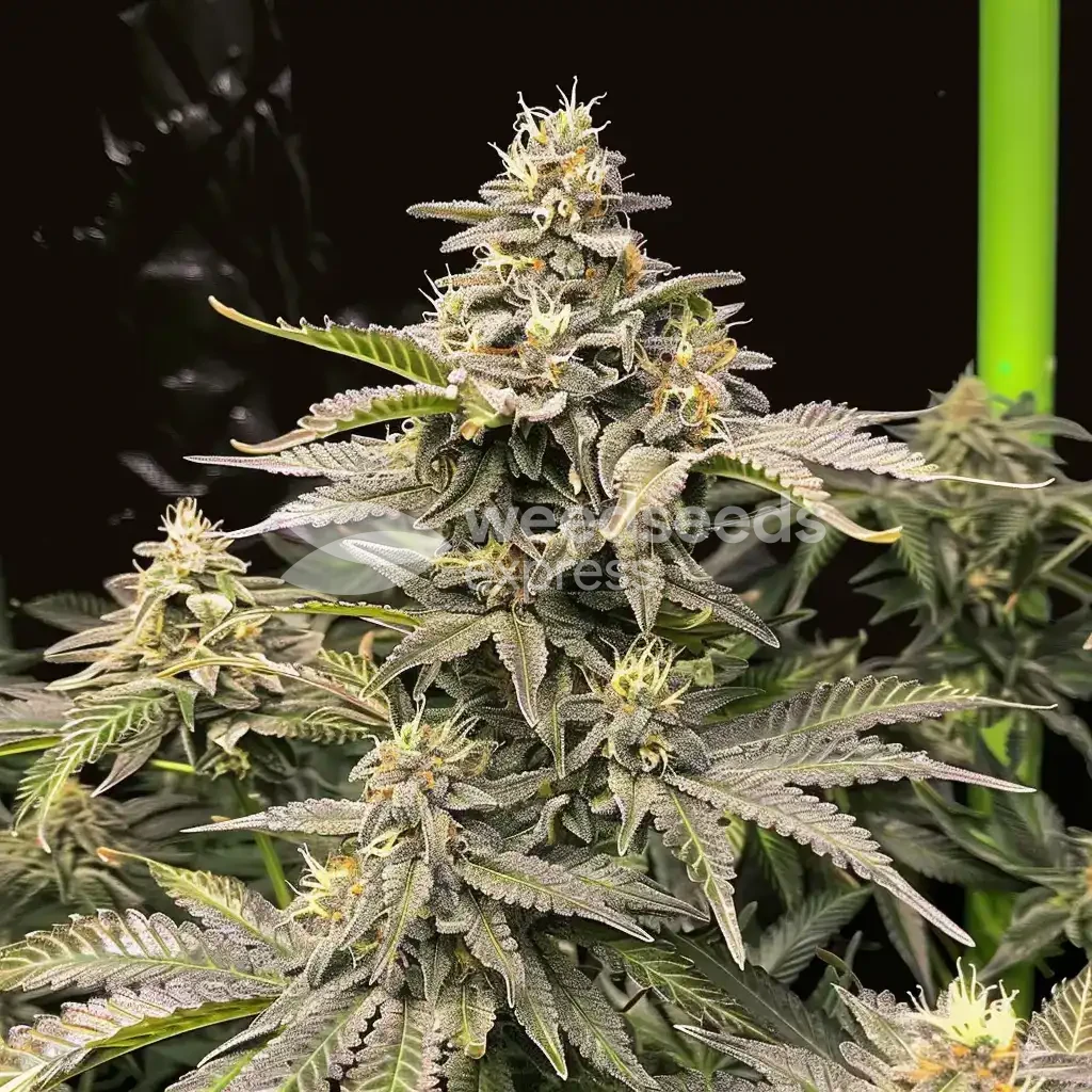 Grease Monkey Seeds Australia