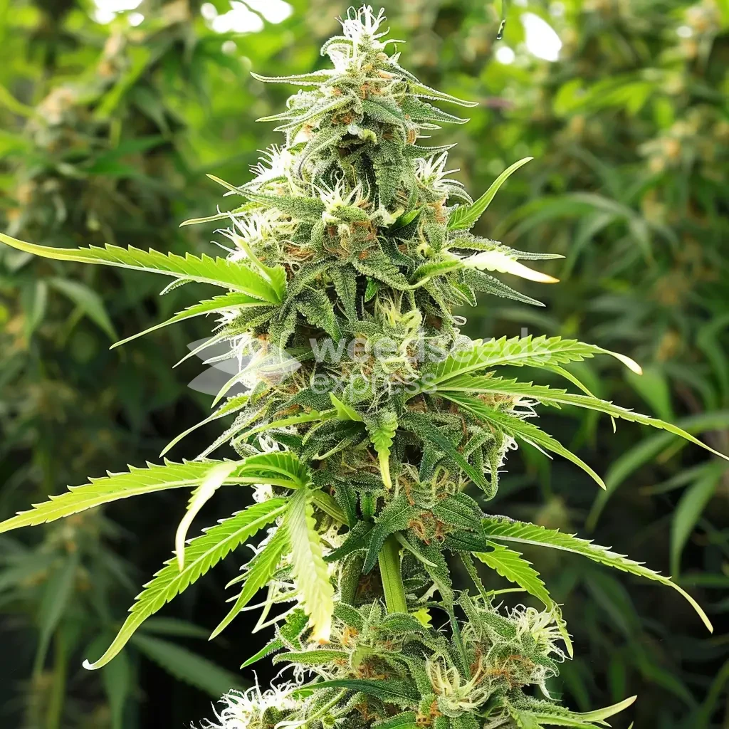 humboldt seeds australia