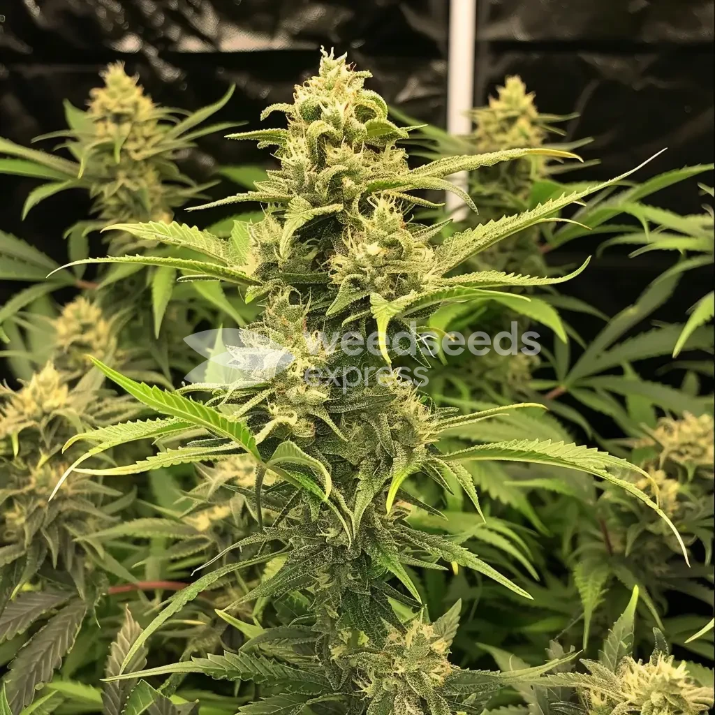humboldt seeds australia
