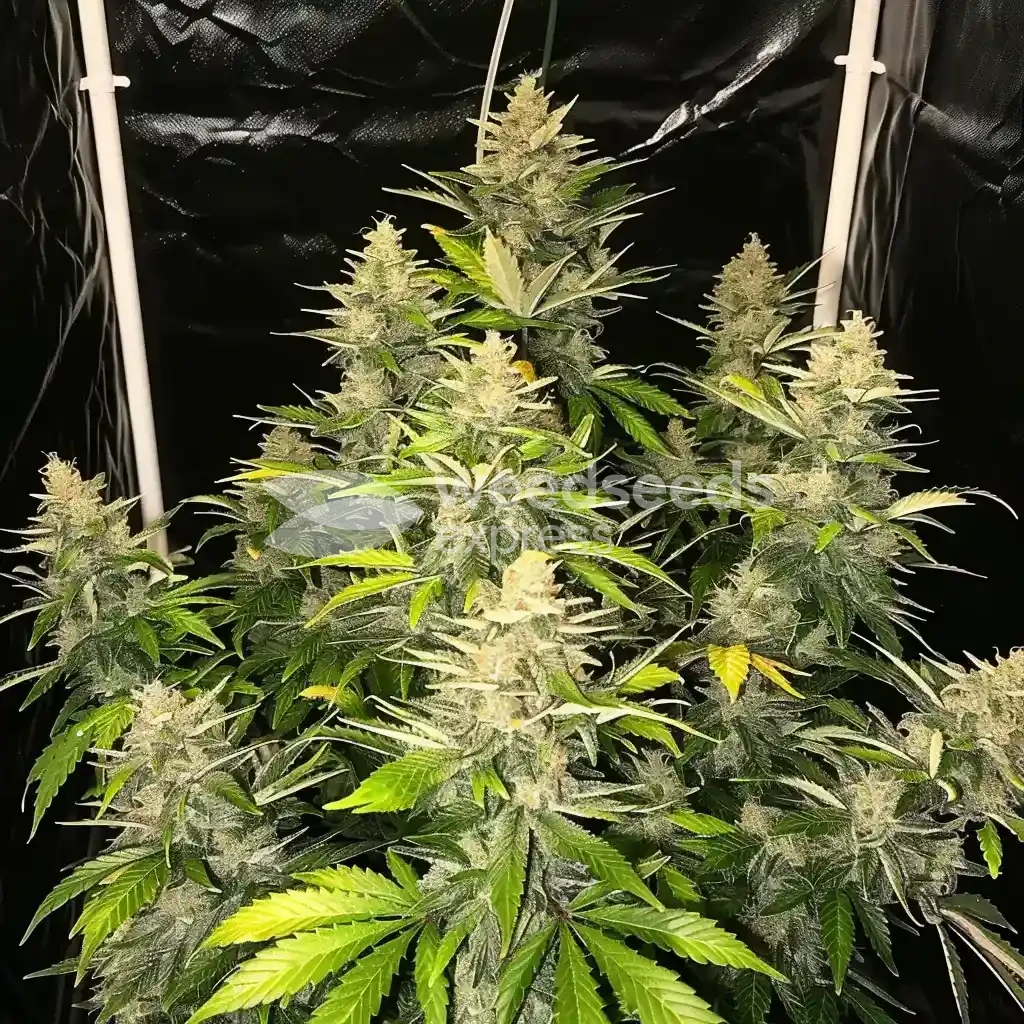 italian ice seeds australia